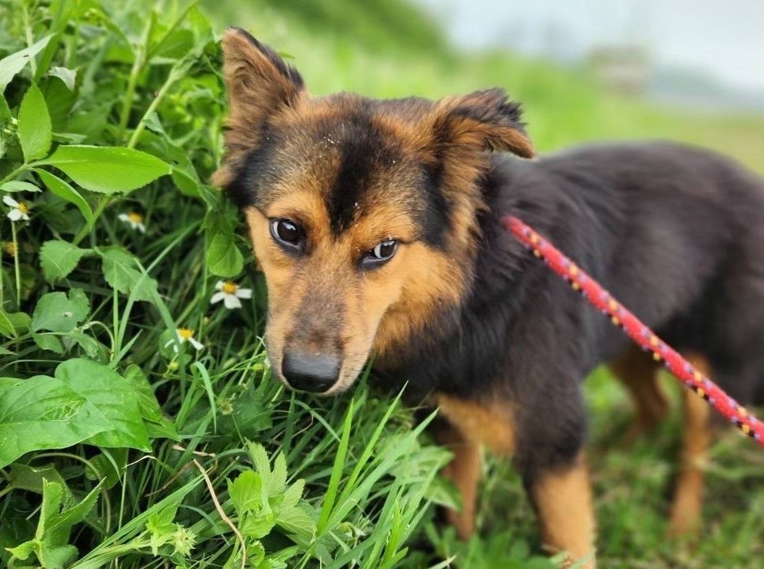 ▲新北助「社恐犬」戰勝恐懼迎向幸福。（圖／新北市動保處提供）