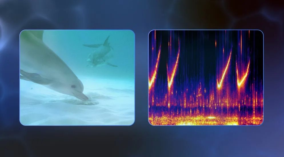 ▲左圖：一隻斑點母海豚在覓食時觀察著她的小海豚。當小海豚結束活動後，母海豚會用她獨特的「簽名哨聲」將他喚回。右圖：哨聲的頻譜圖，可視化展示其聲音特徵。（圖／Google）