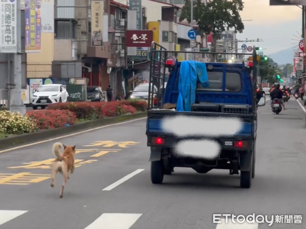 ▲大馬路遇柴犬「追車、亂竄」　目擊者上前詢問飼主：是狗不願上車。（圖／網友提供，請勿隨意翻拍，以免侵權。）