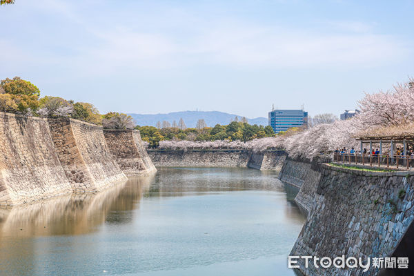 ▲▼大阪城公園賞櫻，大阪城櫻花，大阪賞櫻景點，大阪櫻花景點。（圖／記者蔡玟君攝）
