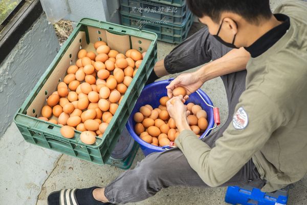 ▲▼小雞咕咕－友善雞蛋專賣店。（圖／部落客黑皮的旅遊筆記授權提供）