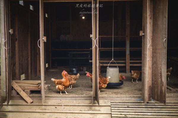 ▲▼小雞咕咕－友善雞蛋專賣店。（圖／部落客黑皮的旅遊筆記授權提供）