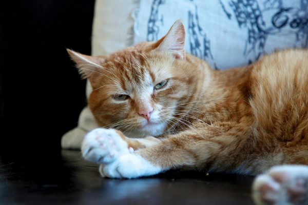 ▲▼ 貓奴,貓咪,家具,抓家具,專家,沙發,毛球,剪指甲,毛小孩。（圖／pexels）