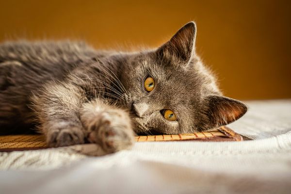 ▲▼ 貓奴,貓咪,家具,抓家具,專家,沙發,毛球,剪指甲,毛小孩。（圖／pexels）