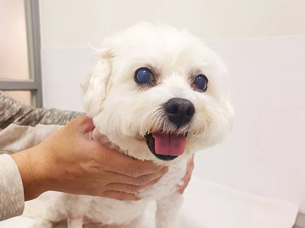 瑪爾濟斯鑽鑽。（圖／東森寵物提供）