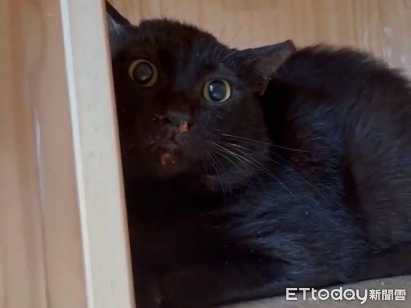 ▲參觀猴硐貓公所見「發霉飼料」環境雜亂　動保稽查：貓咪健康無虞。（圖／網友提供，請勿隨意翻拍，以免侵權。）