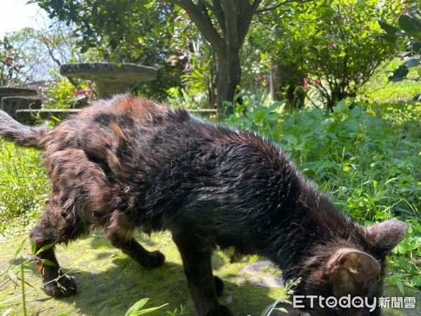 ▲參觀猴硐貓公所見「發霉飼料」環境雜亂　動保稽查：貓咪健康無虞。（圖／網友提供，請勿隨意翻拍，以免侵權。）