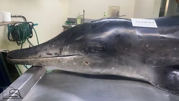 海豚遭槍殺。（圖／翻攝自中華鯨豚協會臉書）