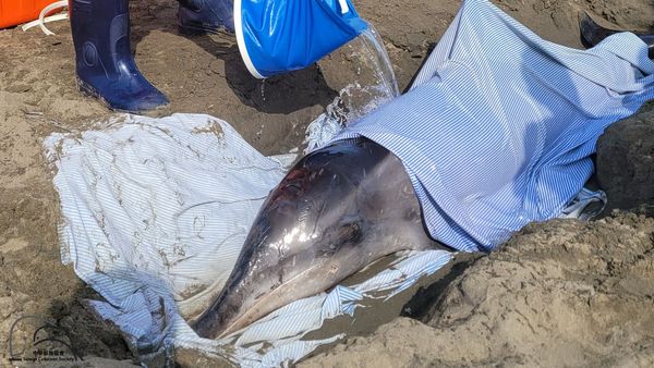 海豚遭槍殺。（圖／翻攝自中華鯨豚協會臉書）