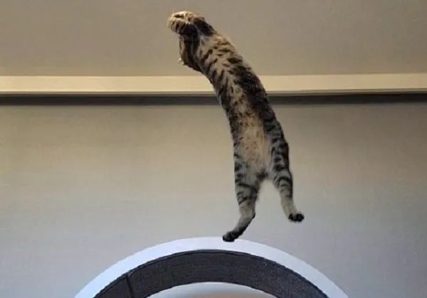 ▲虎斑貓「蹬牆跑酷」只剩殘影　奴才前上司直接打消養貓念頭。（圖／翻攝自X／chipie0826）