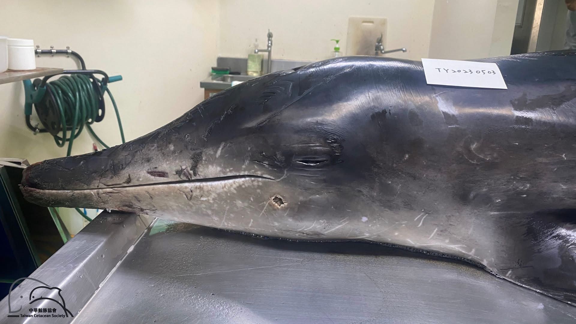 ▲牠是被槍殺！糙齒海豚桃園擱淺亡。（圖／翻攝自《中華鯨豚協會》臉書粉專）