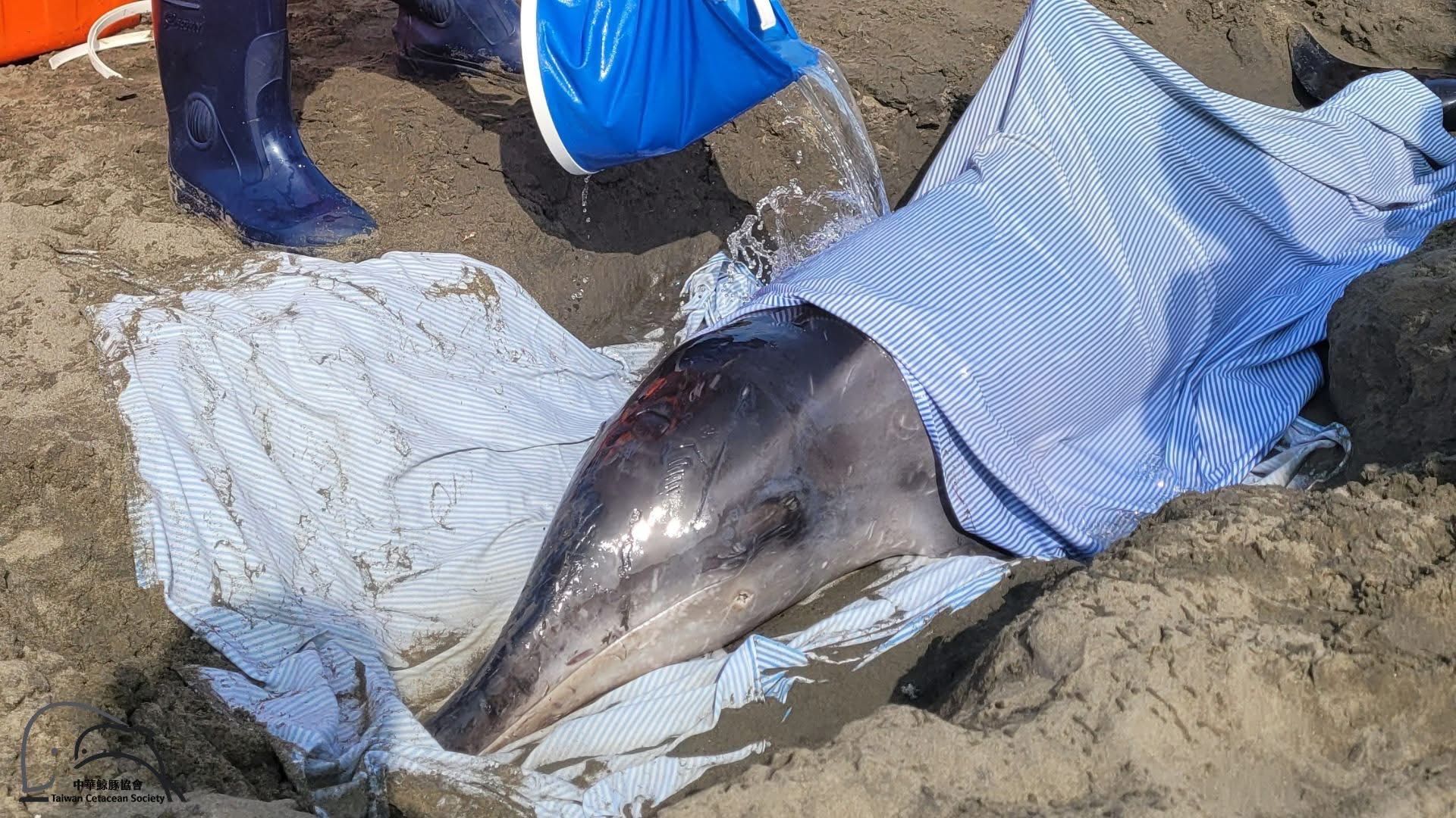 ▲牠是被槍殺！糙齒海豚桃園擱淺亡。（圖／翻攝自《中華鯨豚協會》臉書粉專）