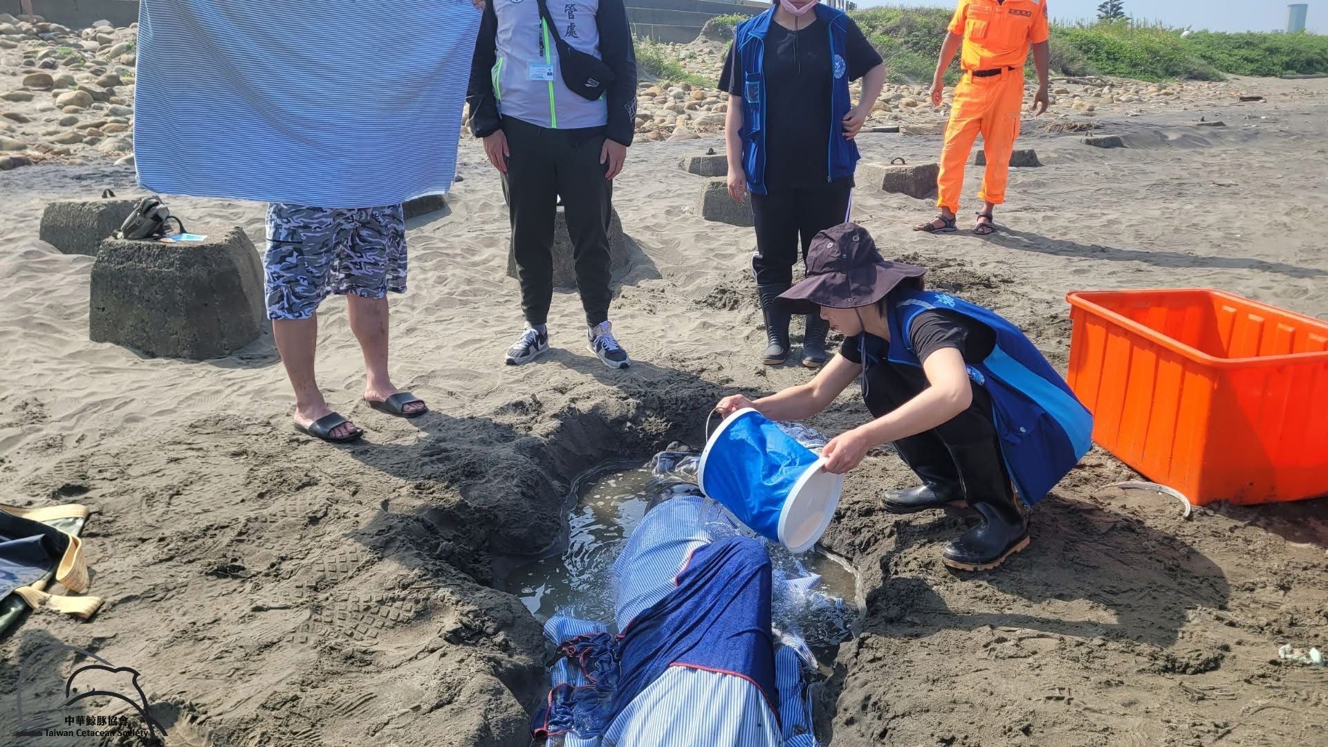 ▲牠是被槍殺！糙齒海豚桃園擱淺亡。（圖／翻攝自《中華鯨豚協會》臉書粉專）