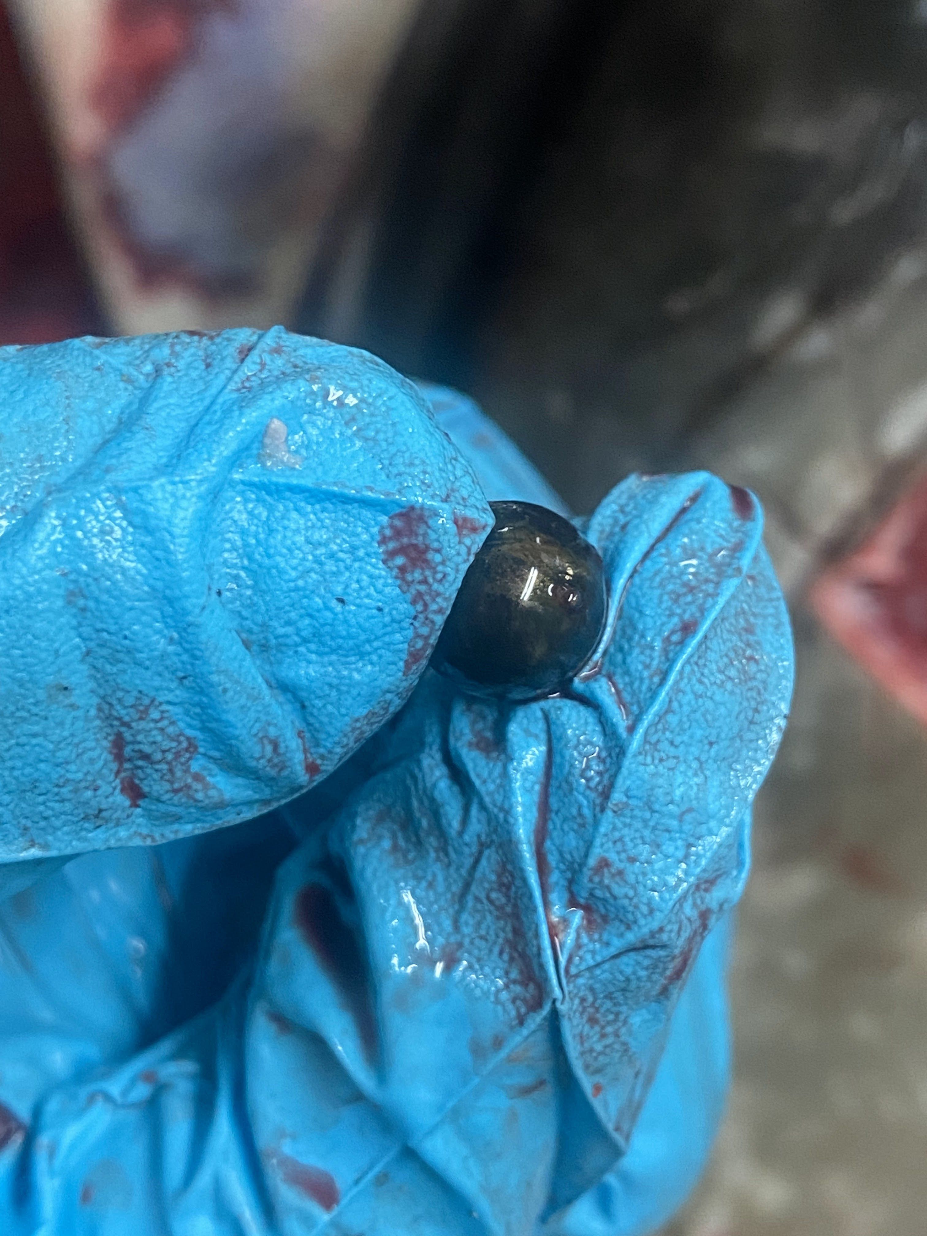 ▲牠是被槍殺！糙齒海豚桃園擱淺亡。（圖／翻攝自《中華鯨豚協會》臉書粉專）