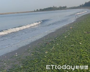 台南漁光島海灘佈滿青苔 形成自然美麗景觀