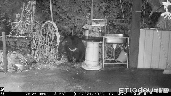 ▲112年發生廬山部落黑熊入侵滋擾事件。。（圖／林業保育署南投分署提供）