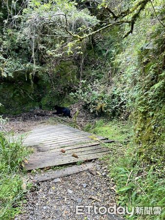 ▲去（113）年9月天池山莊管理員於能高越嶺國家步道西段步道巡查時巧遇黑熊。。（圖／林業保育署南投分署提供）