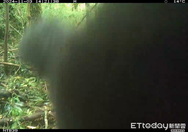 ▲113年於仁愛鄉馬海濮富士山攝得台灣黑熊疑因好奇心，近距離嗅聞磨蹭紅外線攝影機，所幸未弄壞機身。（圖／林業保育署南投分署提供，下同）