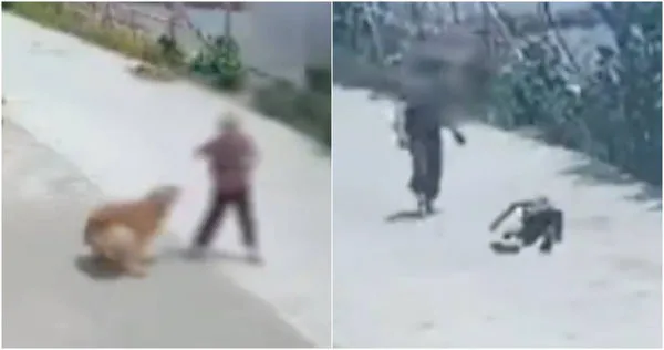 大陸江蘇省一名80歲王姓老婦路過鄰居家時，突遭鄰居飼養的黃金獵犬衝出撞倒，導致老婦後腦勺重擊地面，緊急送醫搶救仍傷重不治。（圖／擷取自微博）