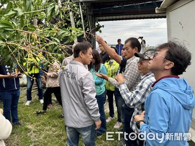 改良種芒果受災 台東縣啟動災害救助與低利貸款申請作業