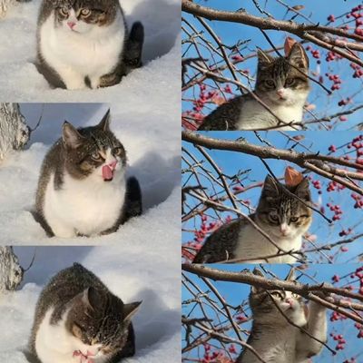 ▲▼網紅貓「悟空」車禍去世。（圖／翻攝自微博）