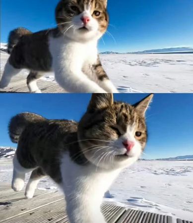 ▲▼悟空跟著趙朔踩過沙、踏遍雪。（圖／翻攝自微博）