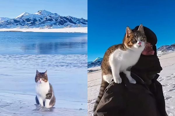 ▲趙朔帶著悟空旅行。（圖／翻攝自微博）