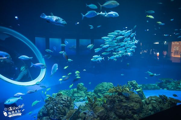▲▼DMM Kariyushi水族館。（圖／部落客滿分的旅遊札記授權提供）
