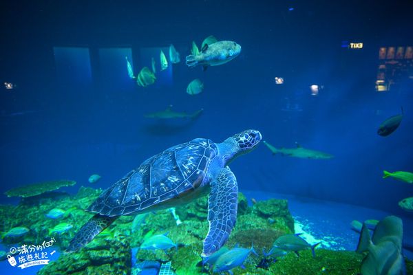 ▲▼DMM Kariyushi水族館。（圖／部落客滿分的旅遊札記授權提供）
