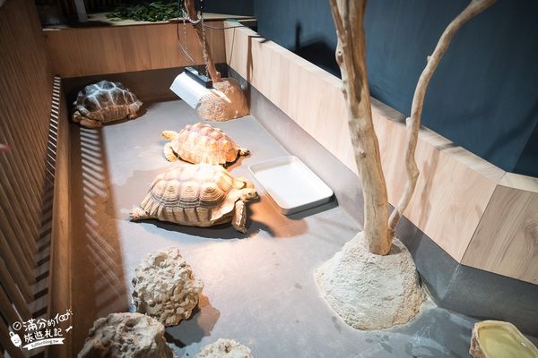 ▲▼DMM Kariyushi水族館。（圖／部落客滿分的旅遊札記授權提供）