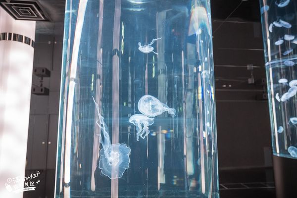 ▲▼DMM Kariyushi水族館。（圖／部落客滿分的旅遊札記授權提供）