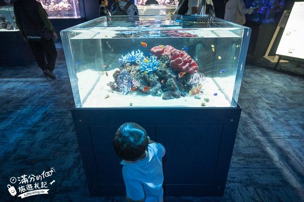 ▲▼DMM Kariyushi水族館。（圖／部落客滿分的旅遊札記授權提供）
