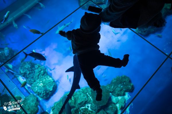 ▲▼DMM Kariyushi水族館。（圖／部落客滿分的旅遊札記授權提供）