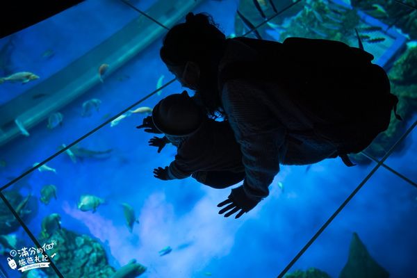 ▲▼DMM Kariyushi水族館。（圖／部落客滿分的旅遊札記授權提供）