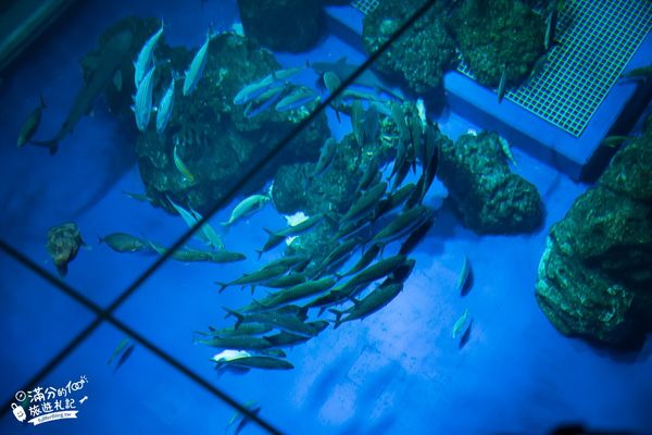 ▲▼DMM Kariyushi水族館。（圖／部落客滿分的旅遊札記授權提供）