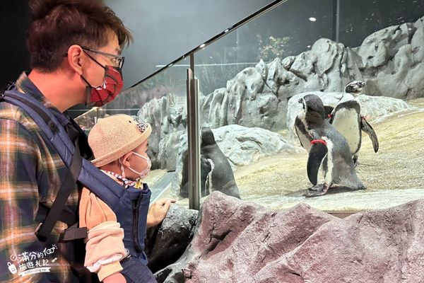 ▲▼DMM Kariyushi水族館。（圖／部落客滿分的旅遊札記授權提供）