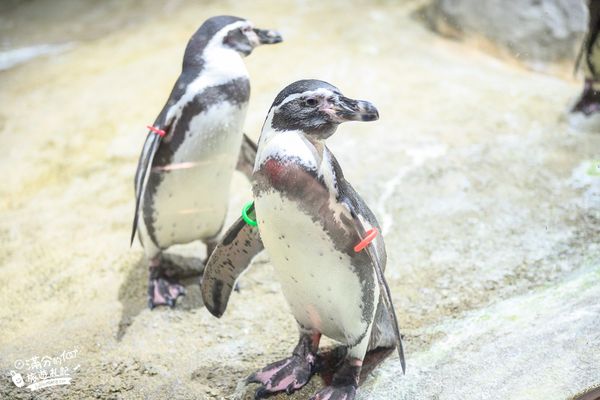 ▲▼DMM Kariyushi水族館。（圖／部落客滿分的旅遊札記授權提供）