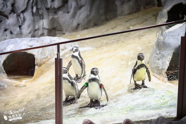 ▲▼DMM Kariyushi水族館。（圖／部落客滿分的旅遊札記授權提供）