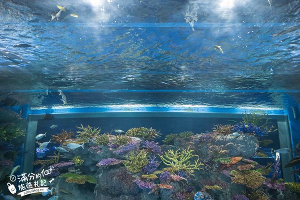 ▲▼DMM Kariyushi水族館。（圖／部落客滿分的旅遊札記授權提供）