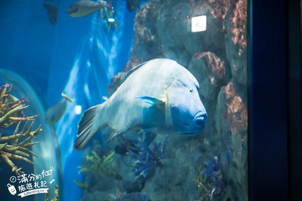 ▲▼DMM Kariyushi水族館。（圖／部落客滿分的旅遊札記授權提供）