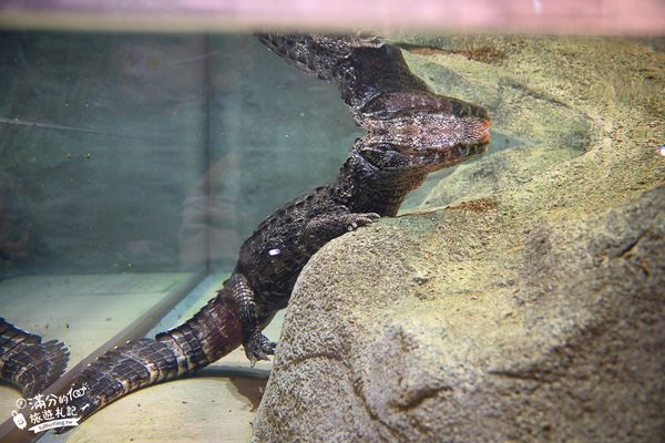 ▲▼DMM Kariyushi水族館。（圖／部落客滿分的旅遊札記授權提供）