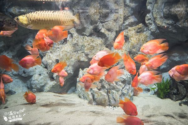 ▲▼DMM Kariyushi水族館。（圖／部落客滿分的旅遊札記授權提供）