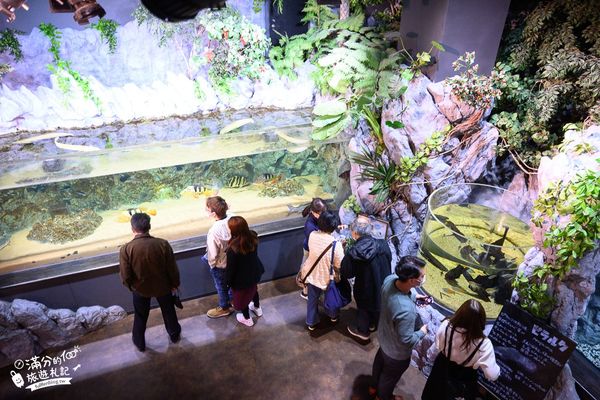▲▼DMM Kariyushi水族館。（圖／部落客滿分的旅遊札記授權提供）