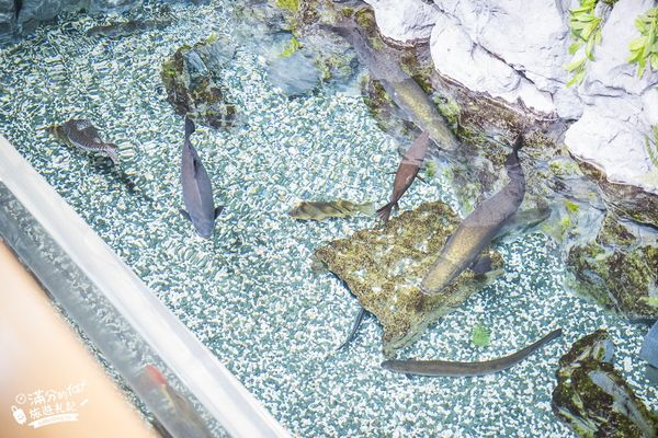 ▲▼DMM Kariyushi水族館。（圖／部落客滿分的旅遊札記授權提供）