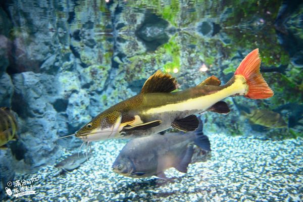 ▲▼DMM Kariyushi水族館。（圖／部落客滿分的旅遊札記授權提供）