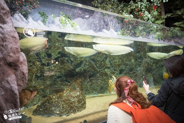 ▲▼DMM Kariyushi水族館。（圖／部落客滿分的旅遊札記授權提供）