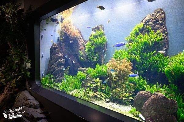 ▲▼DMM Kariyushi水族館。（圖／部落客滿分的旅遊札記授權提供）