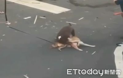 咬死柴犬！比特犬飼主爆「被活活揍死」不見狗屍　火化場回應了