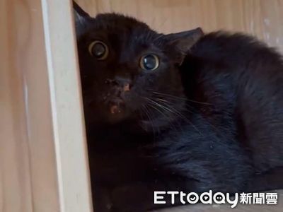▲侯硐貓公所遭批「飼料發霉」環境髒亂　廠商發文澄清擬提告。（圖／網友提供，請勿隨意翻拍，以免侵權。）