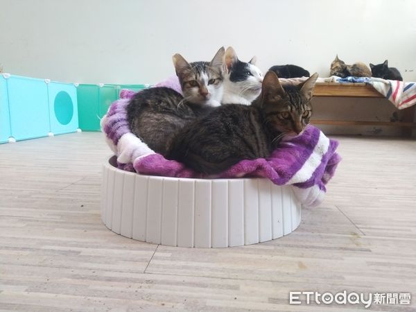 ▲侯硐貓公所遭批「飼料發霉」環境髒亂　廠商發文澄清擬提告。（圖／記者賈沐蓉攝）